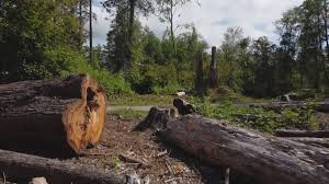 Best Tree Cabling and Bracing  in Sanger, CA