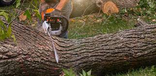 Best Tree Health Inspection  in Sanger, CA