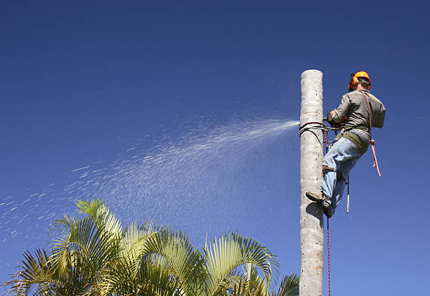 Best Tree Maintenance Programs  in Sanger, CA