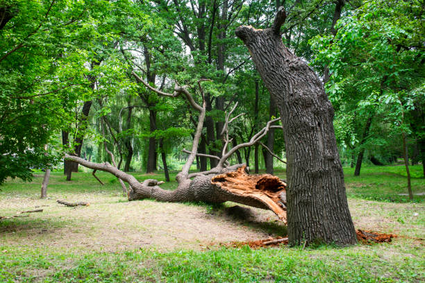 Best Tree Trimming and Pruning  in Sanger, CA