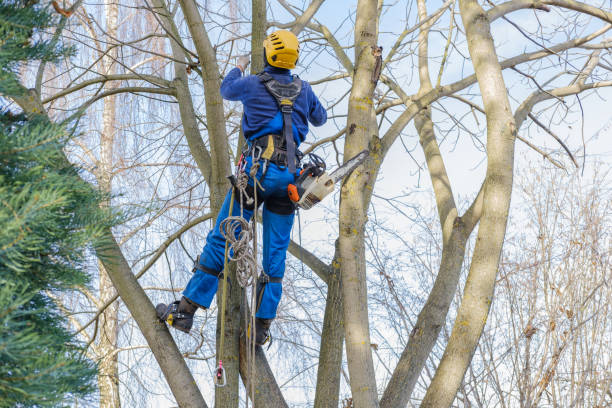 Best Weed Control  in Sanger, CA