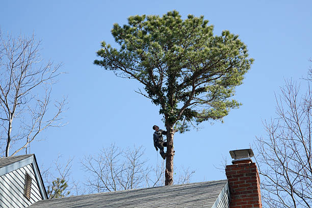 Reliable Sanger, CA Tree Care Solutions