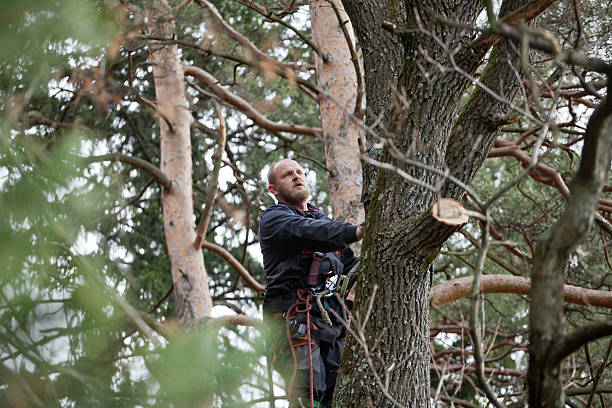 Best Storm Damage Tree Cleanup  in Sanger, CA