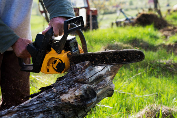 Best Tree Removal  in Sanger, CA
